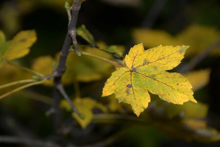 Forest leaves nature