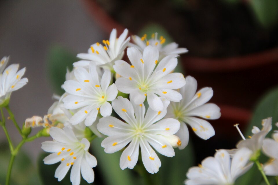 Cotyledon white white flowers perennial