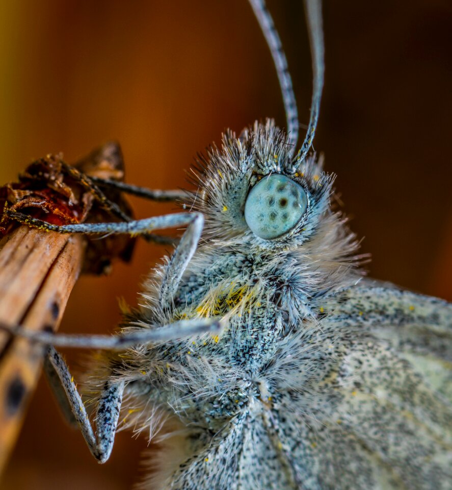 Lepidoptera macro insect photo
