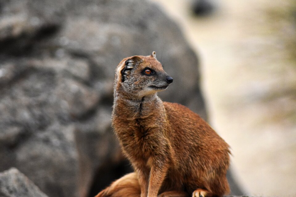 Animal brown carnivore