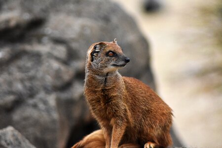 Animal brown carnivore