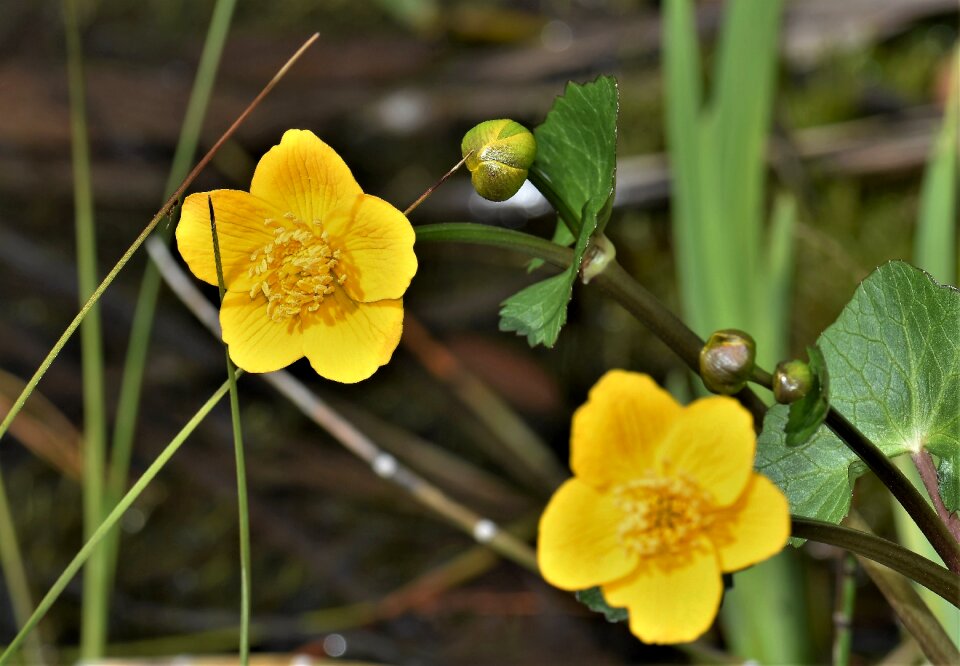 Pond flower yellow nature