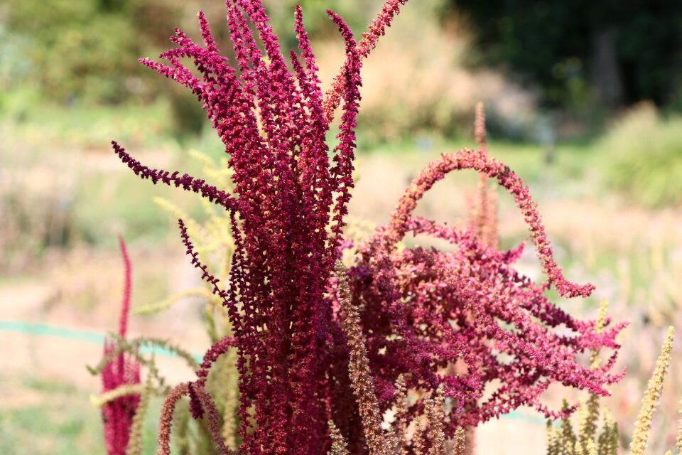 Color garden flora