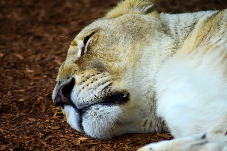 African animal beautiful