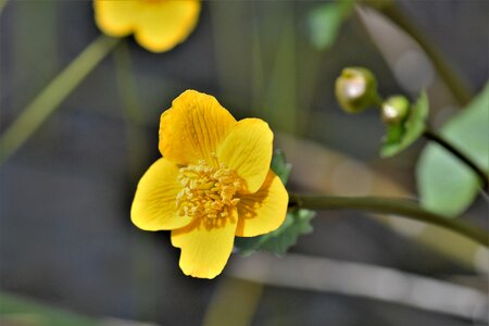 Pond flower yellow nature