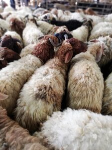 Sheep animals lamb