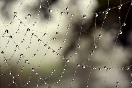 Fog drops fine beads