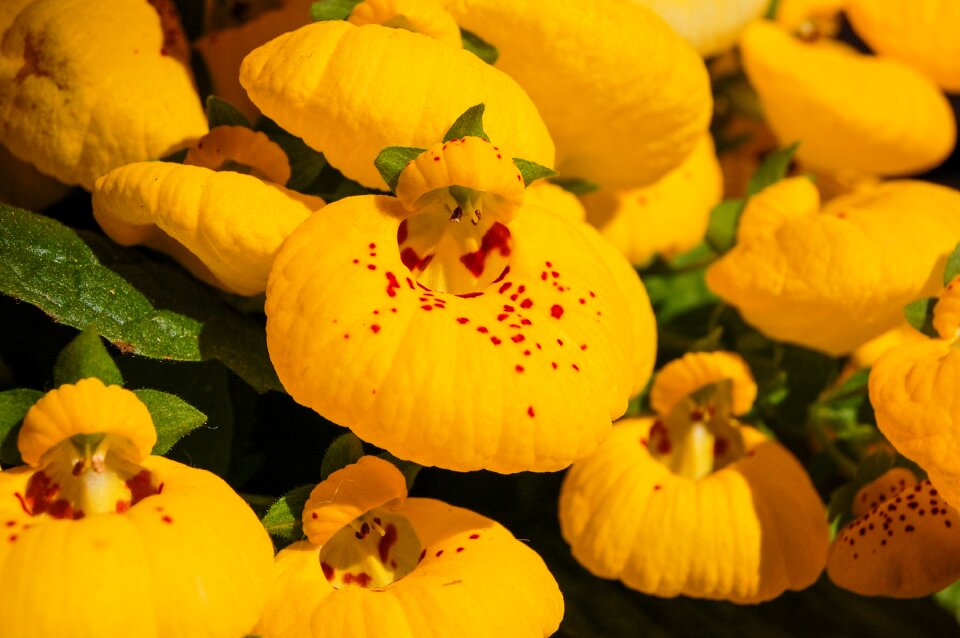 Nature garden flora