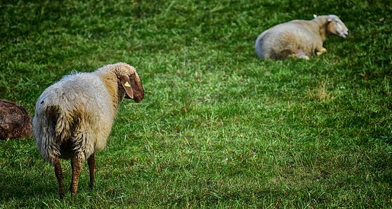 Nature animal meadow