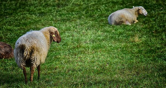 Nature animal meadow photo