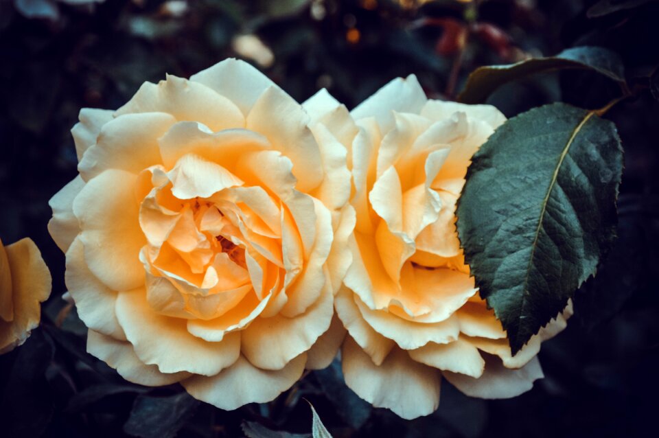 Flower rose romance
