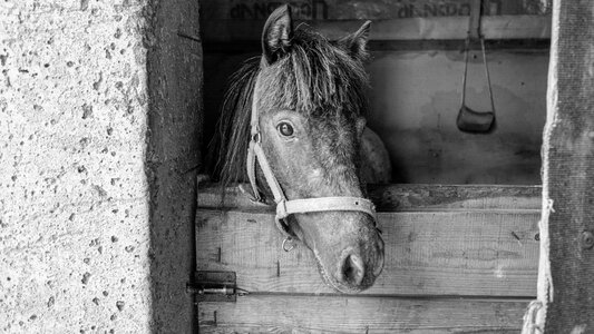Nature stallion horse stable