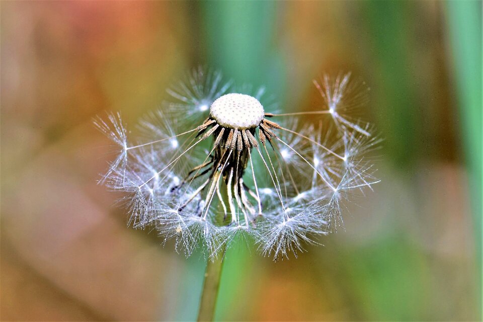 Seeds close up macro