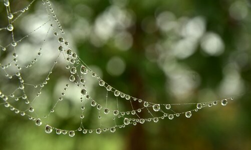 Fog drops fine beads