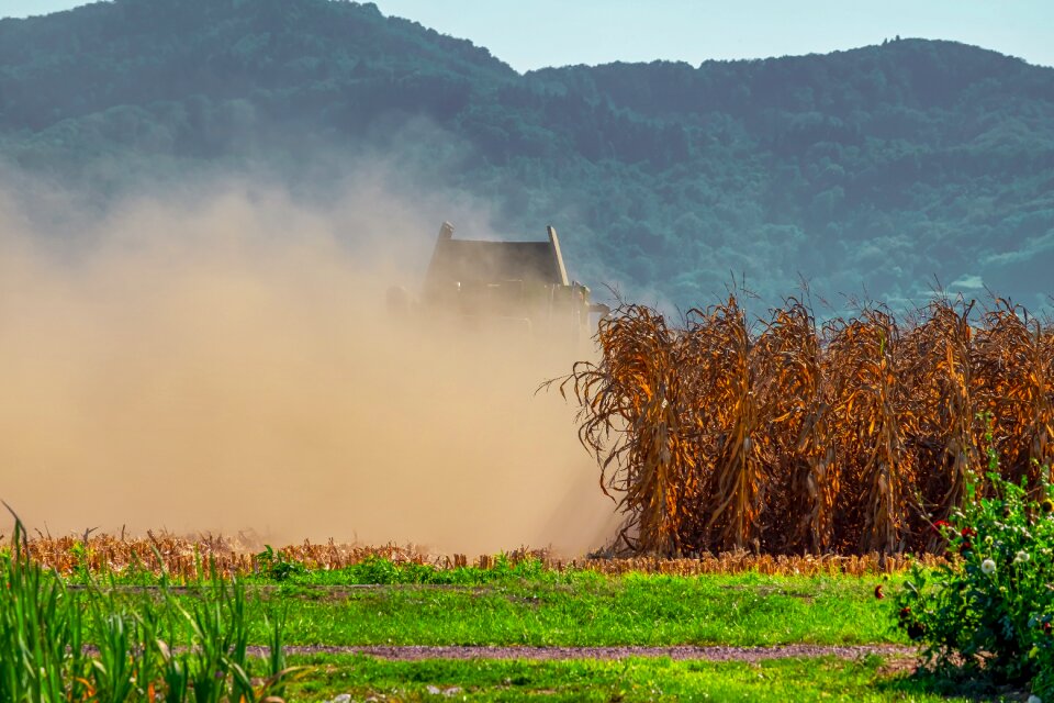 Combine harvester cornfield harvest