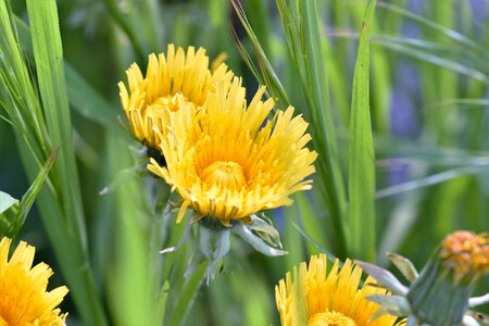 Dandelion yellow nature photo