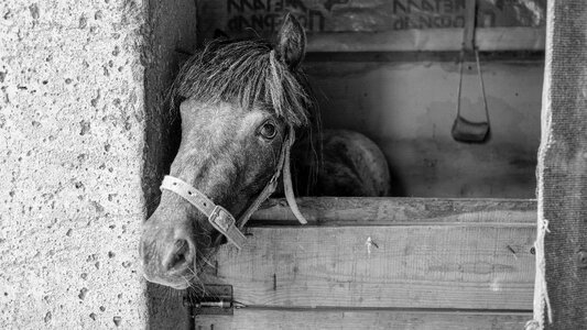 Nature stallion horse stable photo