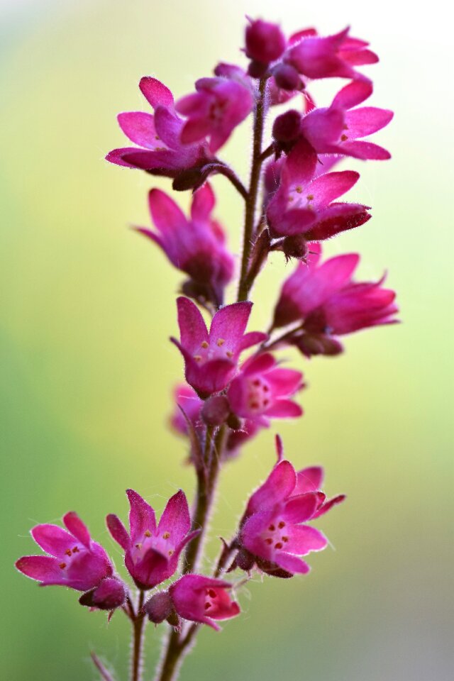 Bloom pink water