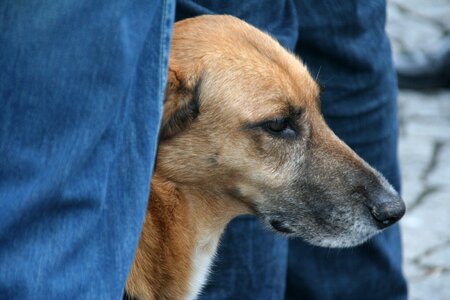 Dog dog head portrait