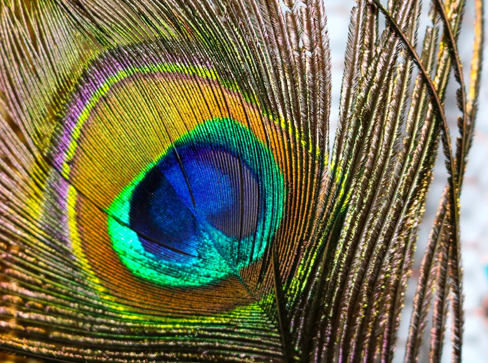 Pride beautiful peacock