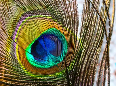 Pride beautiful peacock
