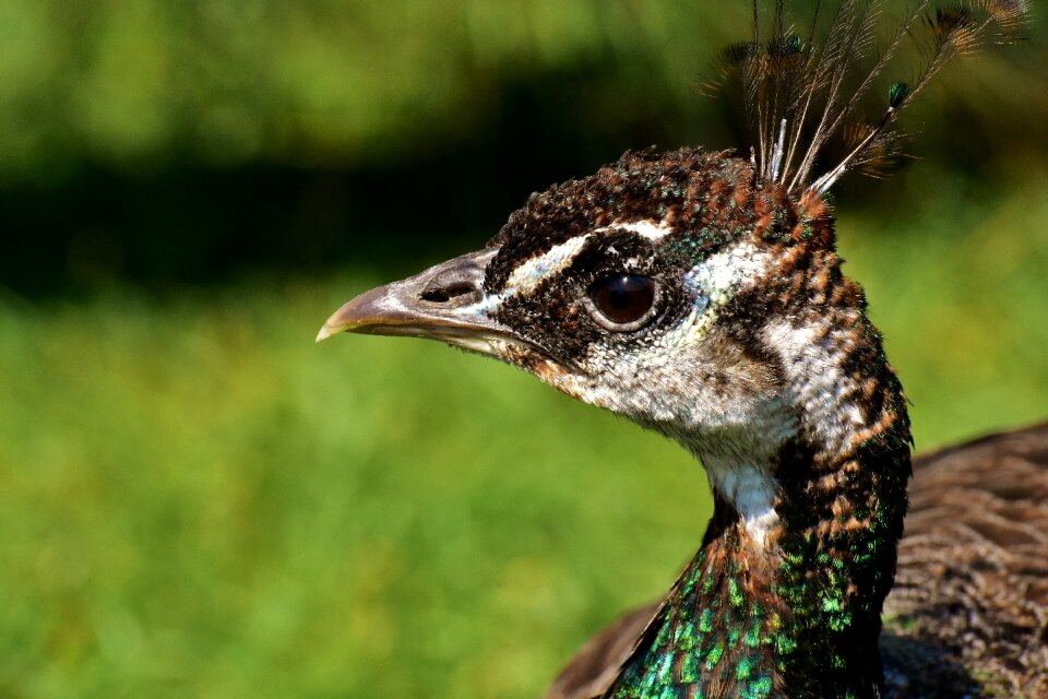 Poultry feather bill