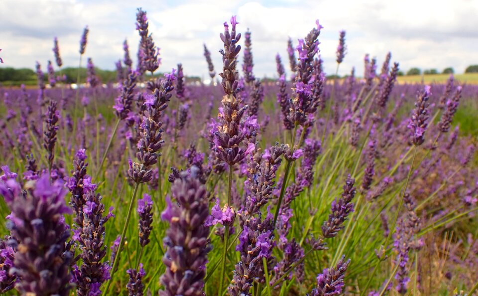 Blossom field flowers
