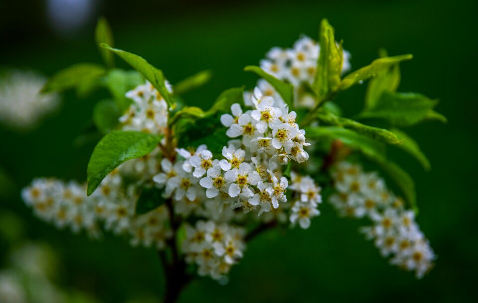 Macro flowers branch