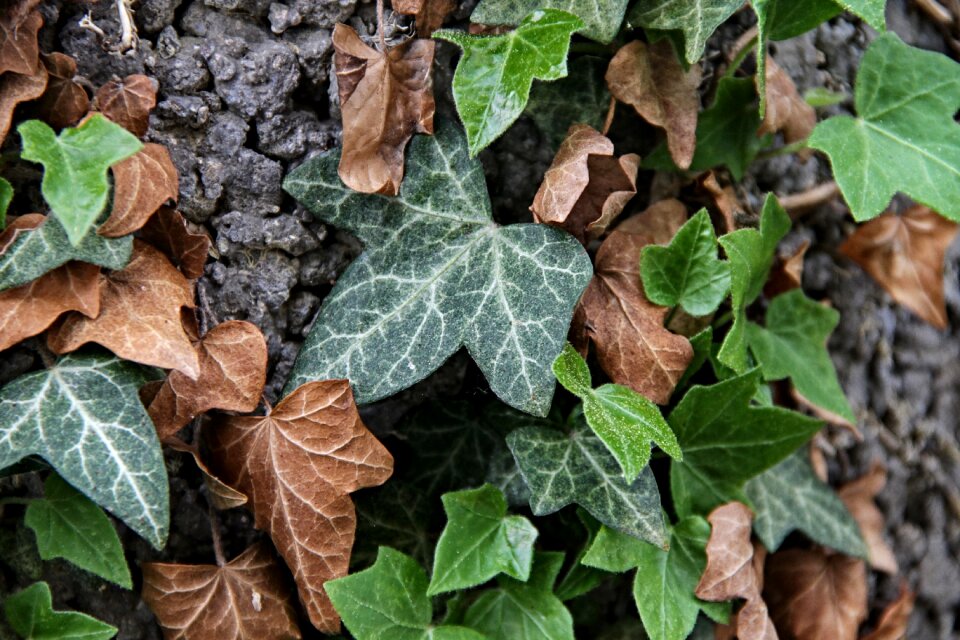 Green brown branches