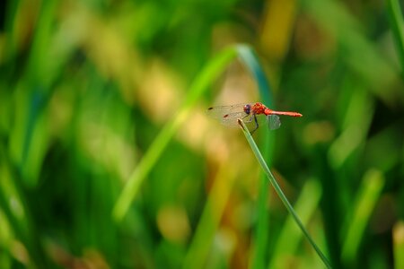 Red insect nature photo