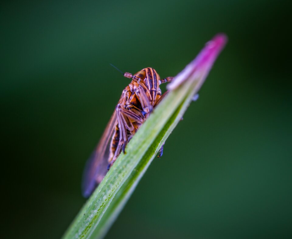 Macro insect for ordinary high rot leafhopper