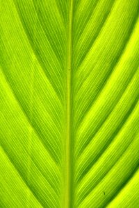 Leaf the leaves chartreuse