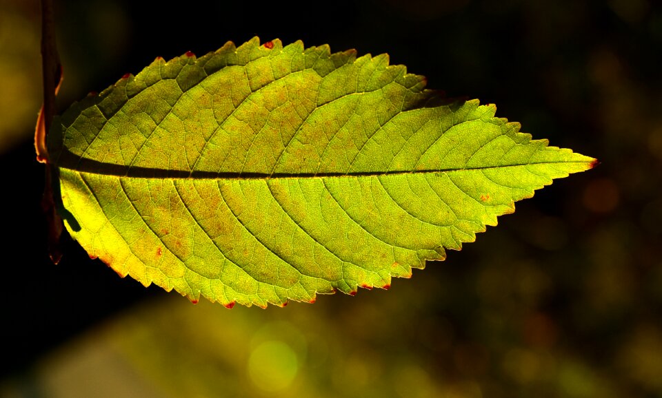 Leaves close up structure