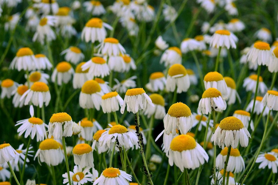 Meadow summer plant