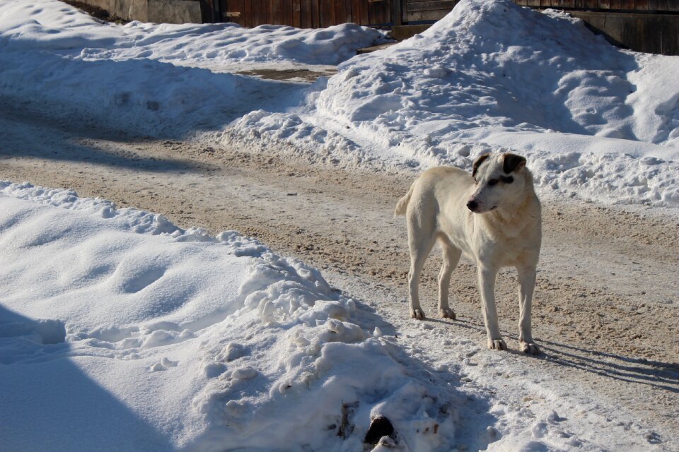Snow animal cold