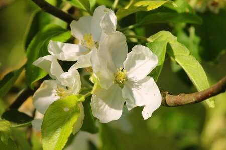Apple tree flowers spring blossom photo