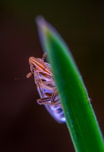 For ordinary high rot leafhopper blade of grass Free photos