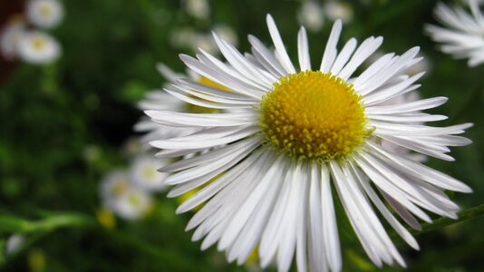 Nature petals yellow