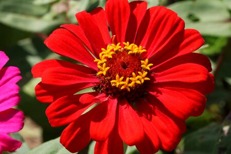 Plants garden red color