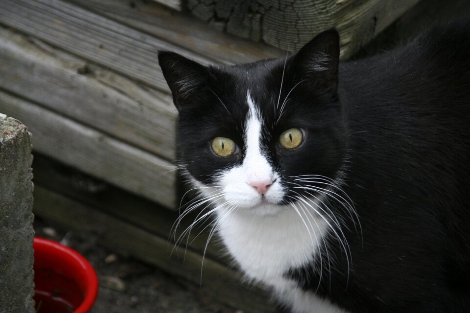Cat animal portrait Free photos