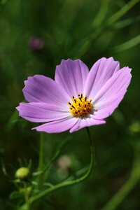 Nature plants tabitha