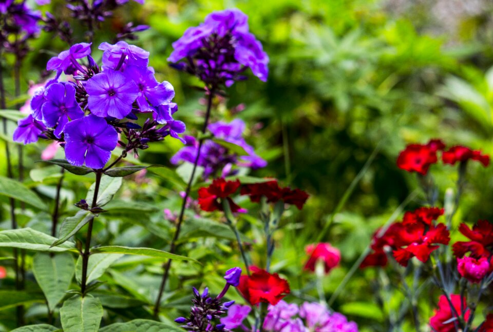 Nature plant garden