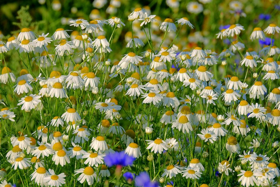 Nature vegetation blooming