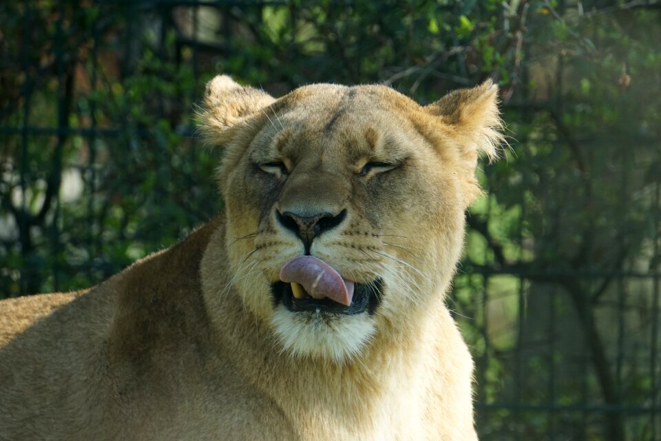 Mammal lion cat photo