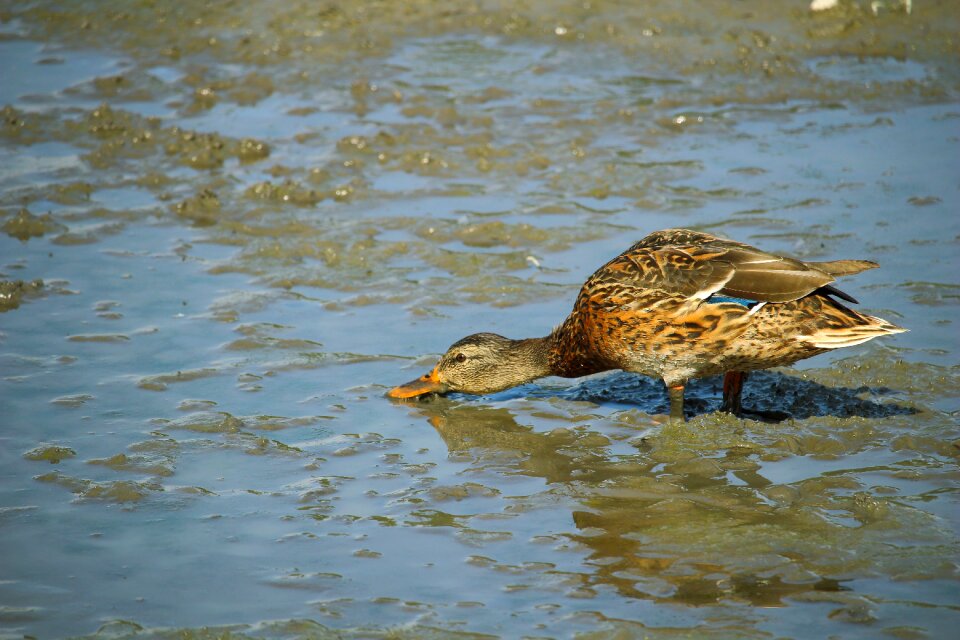 Nature duck bird poultry
