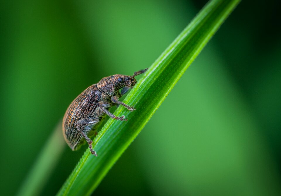 Beetle macro insect