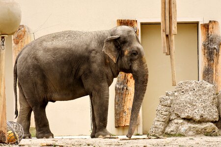 Animal animal portrait africa