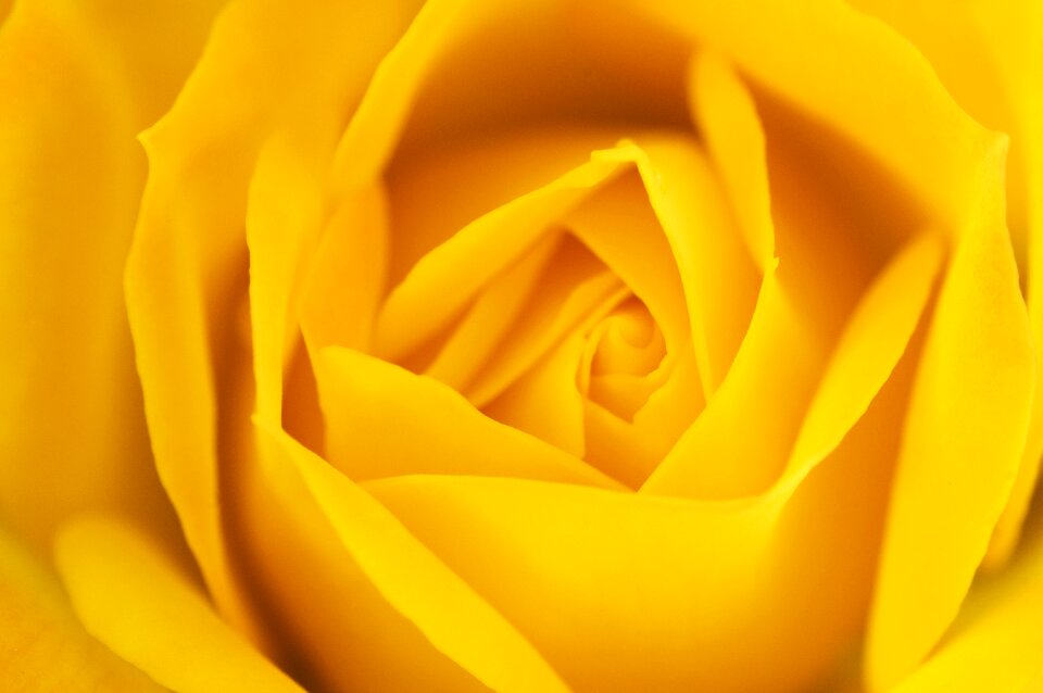 Flower romance petal