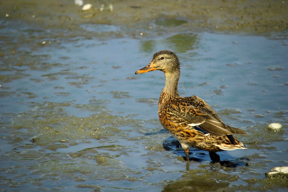 Nature duck bird poultry