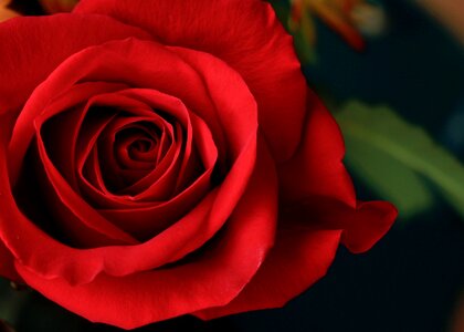 Love romance bloom
